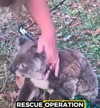 R0501013 Del peligro a brazos cálidos.