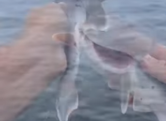 R0501008 Rescate de tiburones (Parte 2)