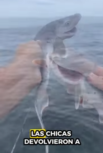 R0501008 Rescate de tiburones (Parte 2)
