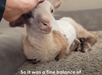 W0101008 Baby Lamb Loves When Dad Plays Guitar Him (Part 2)