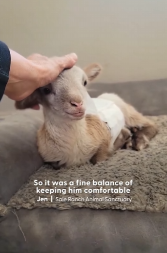 W0101008 Baby Lamb Loves When Dad Plays Guitar Him (Part 2)