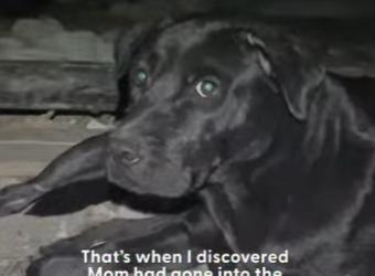 W0101015 Woman Follows Stray Pittie Finds So Many Puppies Hidding (Part 2)