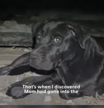 W0101015 Woman Follows Stray Pittie Finds So Many Puppies Hidding (Part 2)