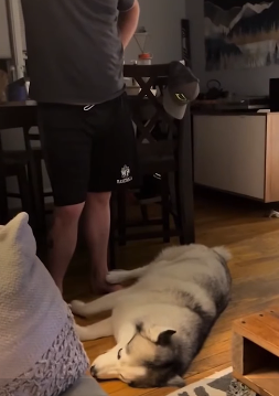 W0101006 Opinionated Husky Lets His Parents Know His Likes Dislikes (Part 2)