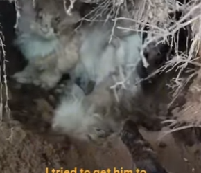 W0101004 Grateful Rescue Cat Stunning Transformation (Part 2)