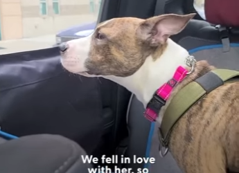 W0101012 Pittie Puppy Who Got His By Scooter Goes Rock Climbing Now (Part 2)