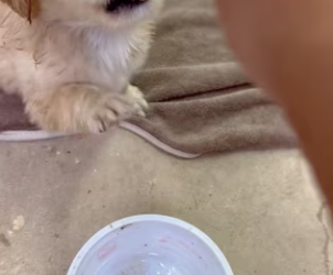 O2912014 Would you save him is our story (Part 2)