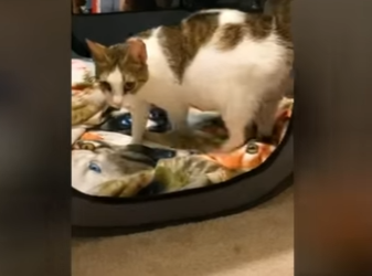 W0101011 Pregnant cat has more kittens than anymore imagined (Part 2)