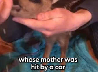 W0101002 Guy Raises Two Baby Deer By Himself (Part 2)