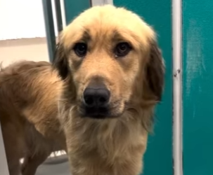 W0101023 Dog Who Got Left Behind By His Family Gets Lease On Life (Part 2)