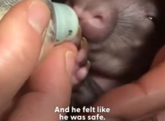 W0101005 Lovely little wombat turns into teenage monster (Part 2)