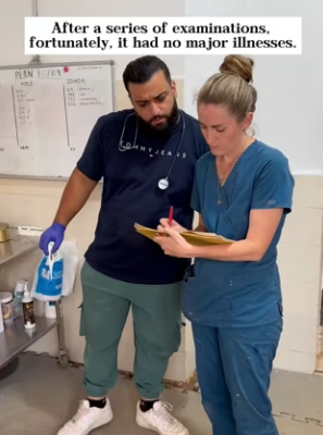 Rescued an abandoned white horse ruins (Part 2)