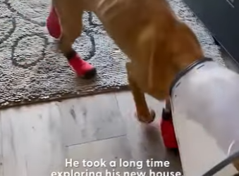 W0101016 Emaciated Pittie Found In Sewer Gets His Very First Toys (Part 2)