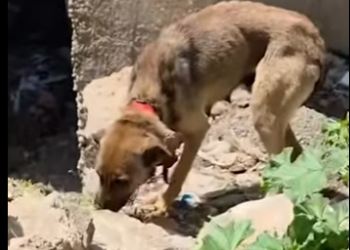 W0101024 Aggressive Dog Keeps Following Guy Who Rescued Her Around (Part 2)