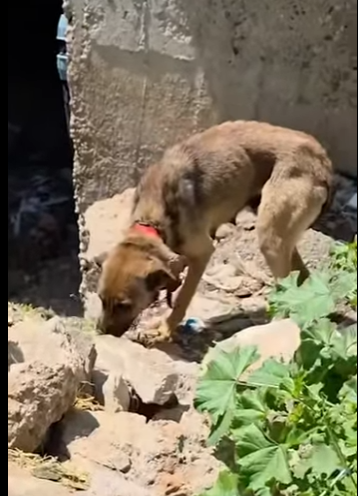 W0101024 Aggressive Dog Keeps Following Guy Who Rescued Her Around (Part 2)