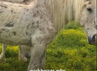 W0101019 Bonded Horses Get Rescued Together Kill Pen (Part 2)