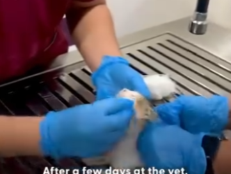 W0506001 He Rescues Stray Cat Every Time He Leaves House (Part 2)