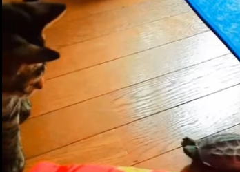 W0506005 Turtle Thought He Was an Ice Skater (Part 2)