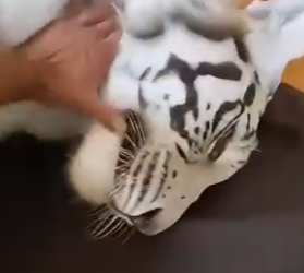 F0601002 encontre un tigre blanco en el hielo (Parte 2)