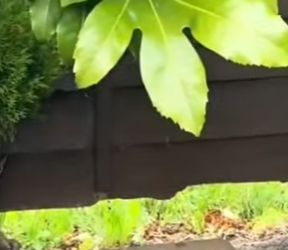 F0601003 adopte este zorro y esto fue lo que paso (Parte 2)