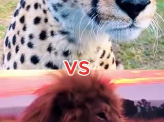 N0601002 Leon Intenta Cazar una Guparda sus crias!(Part 2)