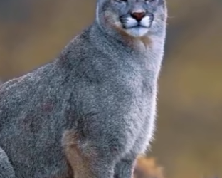 N0601005 American Pitbull vs Puma! (Part 2)