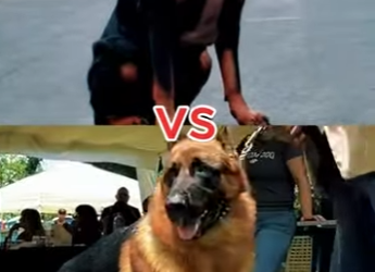 N0601007 Pastor Aleman Intenta enfrentar un Rottweiler! (Part 2)