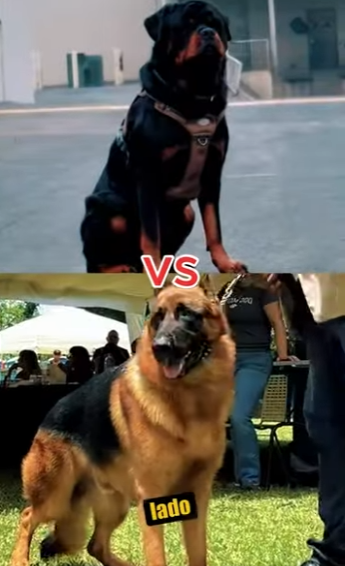 N0601007 Pastor Aleman Intenta enfrentar un Rottweiler! (Part 2)