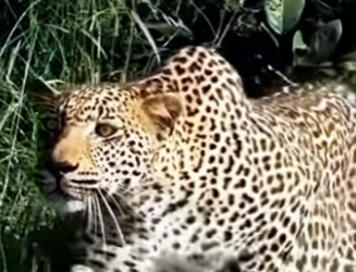 N0601006 Leopardo Intenta Cazar Perro! (Part 2)