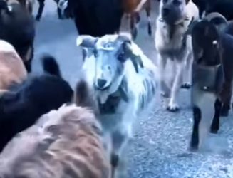 N0601004 Kangal Turco vs Lobos! (Part 2)