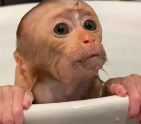 Rescued monkey its head stuck in coconut Then it became family (Part 2)