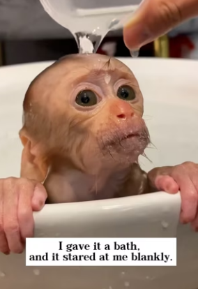 Rescued monkey its head stuck in coconut Then it became family (Part 2)