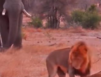 N0601003 Cocodrilo Intenta Cazar Elefante! (Part 2)