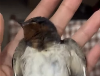 R0701009 El rescate cambia mundos. (Parte 2)