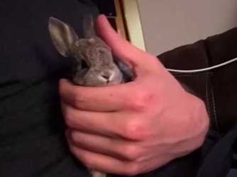 Y2912008 rescued baby cottontail raised it (Part 2)