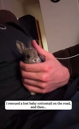 Y2912008 rescued baby cottontail raised it (Part 2)