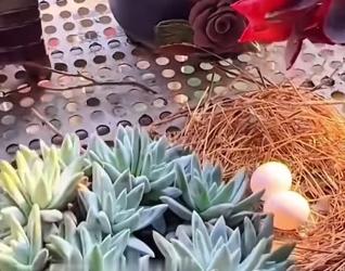 R0701003 La bondad salvó esta vida preciosa. (Parte 2)