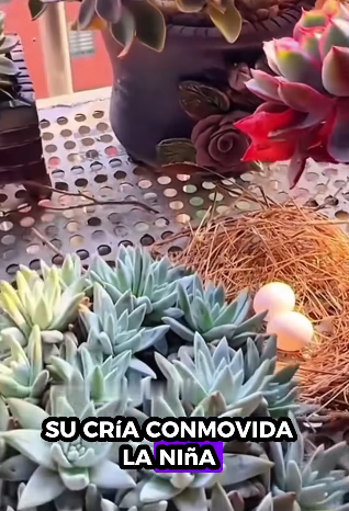 R0701003 La bondad salvó esta vida preciosa. (Parte 2)