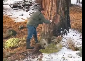 Hissing, growling, of attitude but bravery showed up (Part 2)