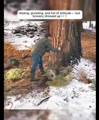 Hissing, growling, of attitude but bravery showed up (Part 2)