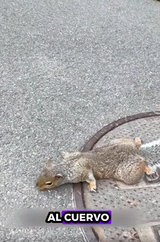 R0701001 Rescatado con paciencia y amor. (Parte 2)