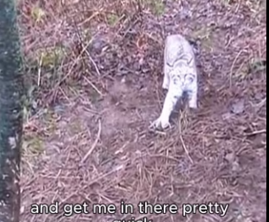 Released big bobcat today watching it run never gets old (Part 2)