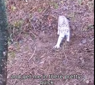 Released big bobcat today watching it run never gets old (Part 2)