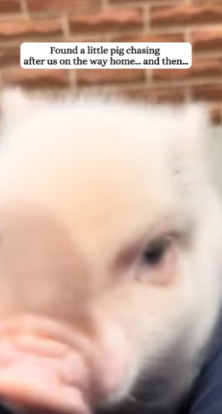 Y2912003 Rescued lost pig raise it (Part 2)