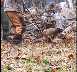 powerful ending to bobcat journey back to wild (Part 2)