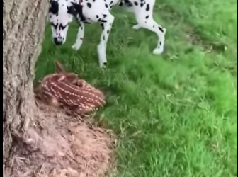 A0701004 Sus ojos por fin encontraron paz. (Parte 2)