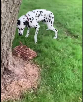 A0701004 Sus ojos por fin encontraron paz. (Parte 2)