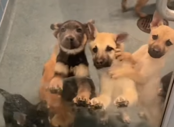 A0701007 Hoy volvió la esperanza. (Parte 2)