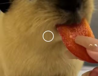 A0701003 Compasión en acción hoy. (Parte 2)