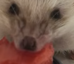 A0701002 Un latido que valía la pena salvar. (Parte 1)